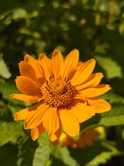 Bright Orange Daisy-like Flower in Golden Sunlight