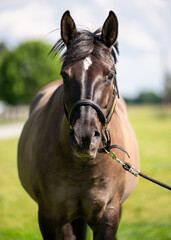 Close-up view of dark brown horse standing outdoors in natural light. Perfect for themes such...