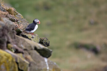Puffin on a Clifftop