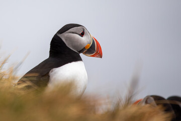 Portrait of a Puffin