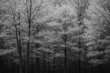 Naklejka premium Black and white photo of blooming trees in spring