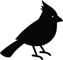  cardinal bird with white background