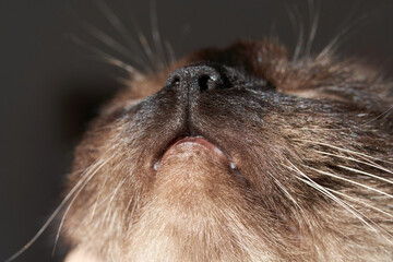 Close-up of siamese cat's whiskers and nose capturing feline details.