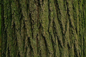 Ancient aircraft tree trunk preservation