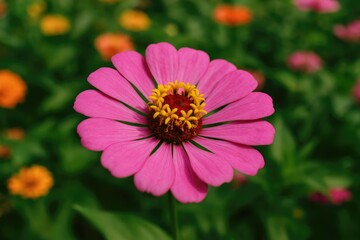 Obraz premium Close-up of a flower captured in a mountain town