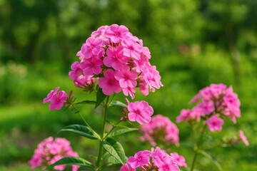 A vibrant flower thriving in a rural garden setting