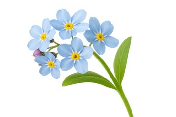 Fototapeta premium Single light blue forget-me-not flower on a plain white backdrop