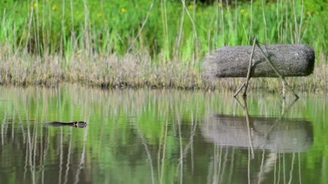 Coypu swimming near a artificial nest for ducks and deriving as a branch on the surface of a pond to observe discreetly. Myocastor coypus, Sologne, Loiret 45, r&eacute;gion Centre, France, Europe