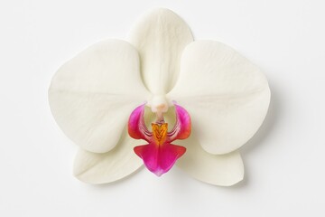Elegant white orchid blossom on a plain backdrop