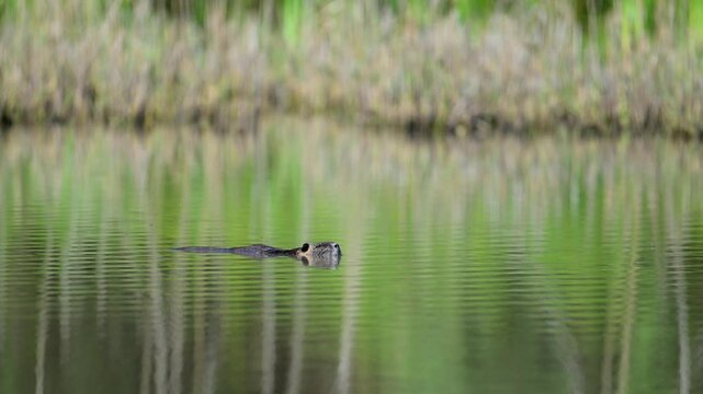 Coypu deriving as a branch on the surface of a pond to be able to observe discreetly. Myocastor coypus, Sologne, Loiret 45, r&eacute;gion Centre Val de Loire, France, European Union, Europe