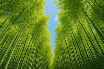 Fototapeta premium Gazing into a lush bamboo grove with vibrant summer vibes