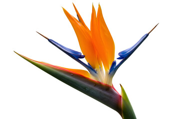 Obraz premium Isolated Close-Up of Exotic Orange Bird of Paradise Flower on Black