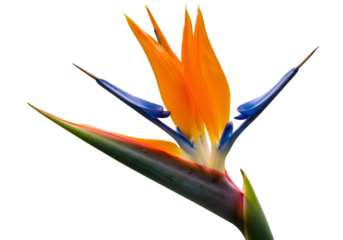 Isolated Close-Up of Exotic Orange Bird of Paradise Flower on Black