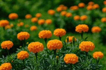 Vibrant orange marigolds blooming in a garden setting, showcasing fresh, fragrant, and colorful flowers.