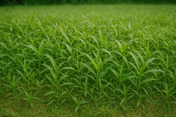 Obraz premium Lush unchecked weeds taking over a backyard garden