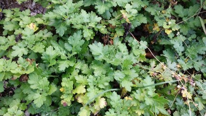 Chrysanthemum indicum foliage ground cover,
