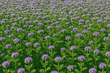 Obraz premium Summer bloom of phacelia in the farmland
