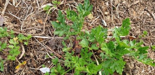 Leaves and young stem of Chrysanthemum indicum