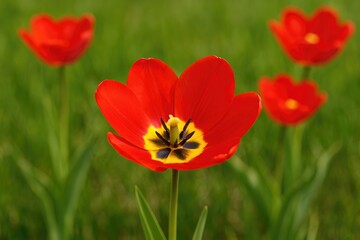Obraz premium Vivid red tulips with bright yellow centers flowering abundantly in a lush green meadow during spring, with one flower sharply focused and others softly blurred behind.