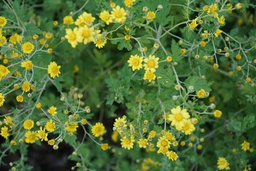 Chrysanthemum indicum flower closeup in natural habitat