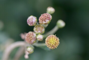 Chrysanthemum indicum with vibrant yellow petals in bloom