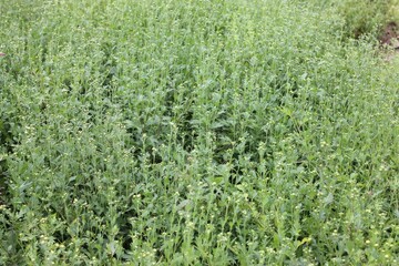 Full view of Chrysanthemum indicum cultivation field