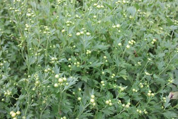 Close-up of Chrysanthemum indicum flower buds