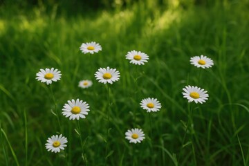 Fototapeta premium Fresh white chamomile blossoms growing amidst lush green grass in a woodland setting