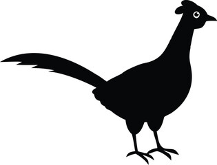  pheasant with white background