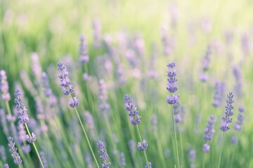 Obraz premium Springtime Lavender Bloom