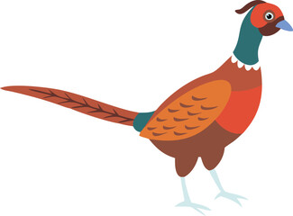  pheasant with white background