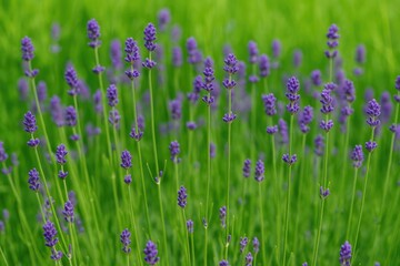 Purple lavender blooms nestled in lush green grass on a serene meadow. Natural floral scenery.