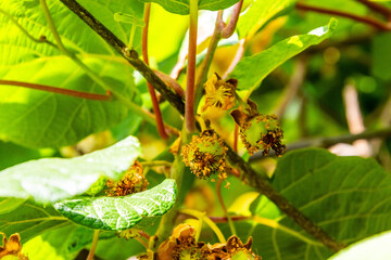 Actinidia deliciosa pertenece a la familia Actinidiaceae.