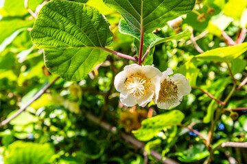 Actinidia deliciosa pertenece a la familia Actinidiaceae.