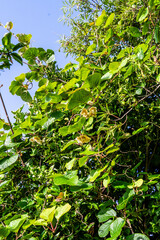 Actinidia deliciosa pertenece a la familia Actinidiaceae.