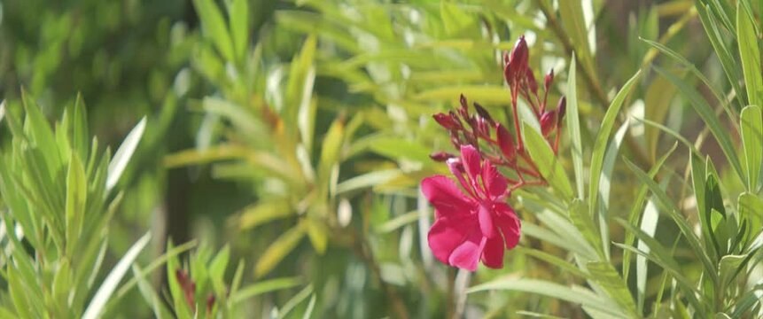 Beautiful pink inflorescence of Nerium 4K scope video