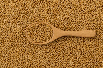 A spoonful of uncooked wheat groats