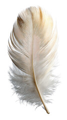 Delicate white feather on a contrasting background