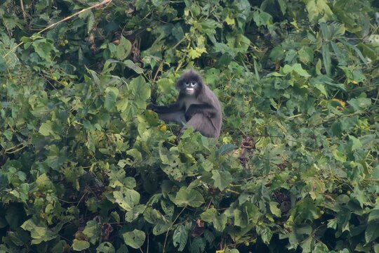 Phayre's leaf monkey (Trachypithecus phayrei), also known as Phayre's langur, is a species of Old World monkey at Dosdewa, Karimganj, Assam, India