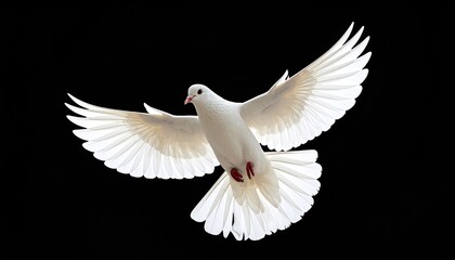 Obraz premium White dove in flight against black
