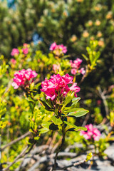 A breathtaking panoramic view from the Herzogstand summit in the Bavarian Alps, overlooking the turquoise waters of Walchensee and layers of mountain peaks stretching into the distance.