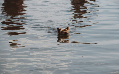 A small, cute Yorkshire Terrier is swimming in calm water, with only its head visible above the surface.