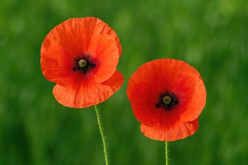 Fototapeta premium Vivid red poppies against lush green backdrop, detailed close-up shot