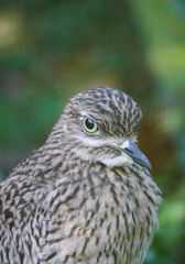 Portrait of a Cape Thick-knee. Bird close-up. Burhinus capensis. Spotted Thick-knee. Spotted dikkop.
