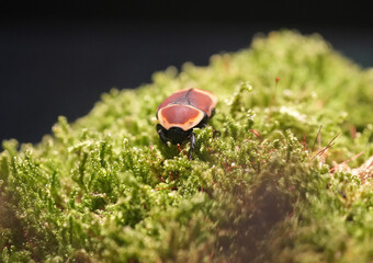 Close-up of the Congo rose chafer in its natural habitat. Pachnoda marginata. Sun beetle.
