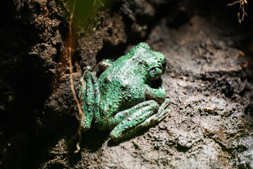 Back of a green toad in natural environment.
