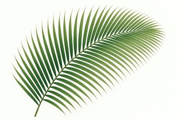 Obraz premium Isolated tropical coconut palm leaf on a white backdrop for summer themes