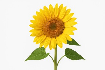 Fototapeta premium Bright yellow sunflower on a plain white backdrop