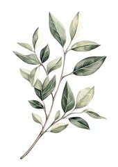 Tree leaf branch leaves illustration botanical.
