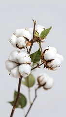Cotton flower plant photography, soft cotton boll, natural fiber, organic cotton farm, raw